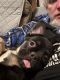 French Bulldog Puppies for sale in Rock Island, IL, USA. price: $3,000