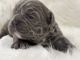 French Bulldog Puppies for sale in Independence, Kentucky. price: $4,500