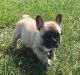 French Bulldog Puppies for sale in Johnson City, Kentucky. price: $800