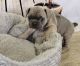 French Bulldog Puppies for sale in Clyde, NY 14433, USA. price: $1,000