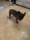 French Bulldog Puppies for sale in Hialeah Gardens, Florida. price: $55,000