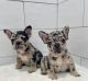 French Bulldog Puppies for sale in Flint, Michigan. price: $400