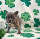 French Bulldog Puppies for sale in Cheyenne, Wyoming. price: $500