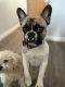 French Bulldog Puppies for sale in Chicago, Illinois. price: $1,500