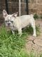 French Bulldog Puppies for sale in Millsap, Texas. price: $2,500