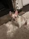 French Bulldog Puppies for sale in St. Charles, Missouri. price: $2,000