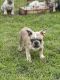 French Bulldog Puppies for sale in Millsap, Texas. price: $2,000