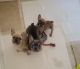 French Bulldog Puppies for sale in Lancaster, California. price: NA