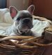 French Bulldog Puppies for sale in Columbia Falls, Montana. price: $3,900