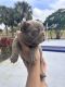 French Bulldog Puppies for sale in Orlando, FL, USA. price: NA