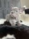 French Bulldog Puppies for sale in Chesterfield, Virginia. price: $2,500