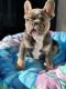 French Bulldog Puppies for sale in Sacramento, California. price: $800