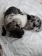 French Bulldog Puppies for sale in Riverside, California. price: $4,500