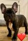 French Bulldog Puppies for sale in Overland Park, Kansas. price: $3,500