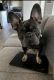 French Bulldog Puppies for sale in Arlington, Texas. price: $2,000
