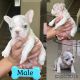 French Bulldog Puppies for sale in Victorville, California. price: $2,500