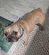 French Bulldog Puppies for sale in Warwick, Rhode Island. price: $700