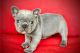 French Bulldog Puppies for sale in Alondra Park, California. price: $700