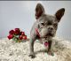 French Bulldog Puppies for sale in Wilmington, IL 60481, USA. price: $1,400