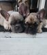 French Bulldog Puppies for sale in Cartersville, Georgia. price: $3,500