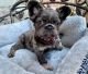French Bulldog Puppies for sale in Bentonville, Arkansas. price: $5,500