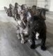 French Bulldog Puppies for sale in Modesto, California. price: $2,300
