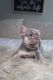 French Bulldog Puppies for sale in Kissimmee, FL, USA. price: $3,500
