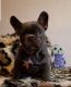 French Bulldog Puppies for sale in Los Angeles, California. price: $800