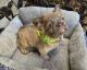French Bulldog Puppies for sale in Bentonville, Arkansas. price: $4,000