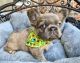 French Bulldog Puppies for sale in Bentonville, Arkansas. price: $6,000
