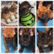 French Bulldog Puppies for sale in Mastic Beach, NY, USA. price: $1,500