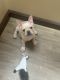 French Bulldog Puppies for sale in Cleveland, Ohio. price: $3,500