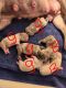 French Bulldog Puppies for sale in Naples, Florida. price: $5,000