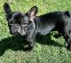 French Bulldog Puppies for sale in Lawton, Oklahoma. price: $2,000