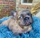 French Bulldog Puppies for sale in Bentonville, Arkansas. price: $3,500
