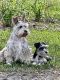 French Bulldog Puppies for sale in Broxton, GA 31519, USA. price: $800
