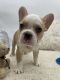 French Bulldog Puppies for sale in Tomball, TX, USA. price: $3,000