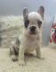 French Bulldog Puppies for sale in Tomball, TX, USA. price: $8,000