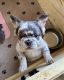 French Bulldog Puppies for sale in Allendale, Michigan. price: NA