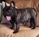 French Bulldog Puppies for sale in Clementon, New Jersey. price: $1,800