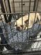 French Bulldog Puppies for sale in Wichita, Kansas. price: $2,000