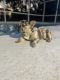 French Bulldog Puppies for sale in Ruskin, FL, USA. price: $650