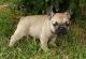 French Bulldog Puppies for sale in Milton Keynes, Milton Keynes, Milton Keynes, UK. price: NA