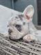 French Bulldog Puppies for sale in Dallas, Texas. price: $3,200