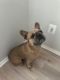 French Bulldog Puppies for sale in Fairfax, Virginia. price: $3,000