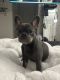 French Bulldog Puppies for sale in Glendale Heights, Illinois. price: $1,800