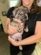 French Bulldog Puppies for sale in Phoenix, Arizona. price: $3,000