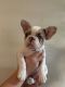 French Bulldog Puppies for sale in Rockford, Illinois. price: $1,800
