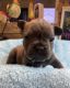 French Bulldog Puppies for sale in Copperas Cove, TX, USA. price: $1,200