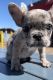 French Bulldog Puppies for sale in North Hollywood, California. price: $1,500